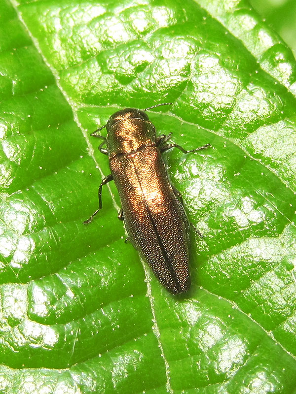 Buprestidae: Agrilus viridicaerulans rubi, femmina